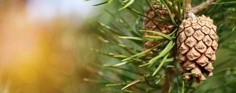 PINE-BARK-EXTRACT